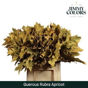 Quercus Rubra L60 Apricot