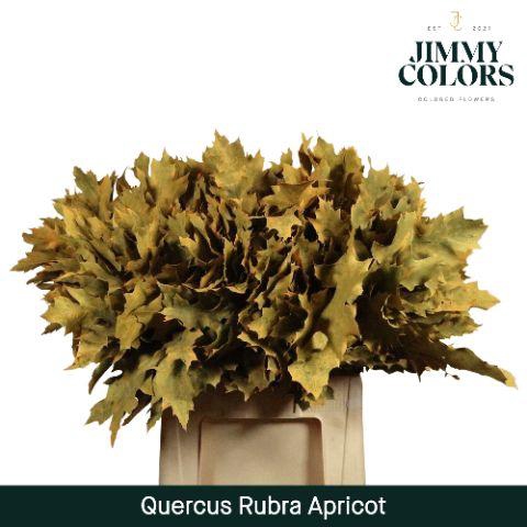 <h4>Quercus Rubra L60 Apricot</h4>