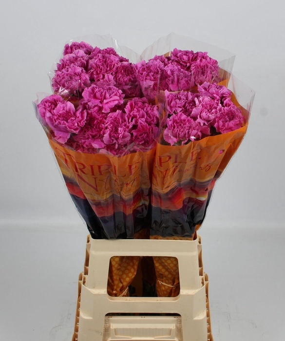 <h4>Di St Farida</h4>