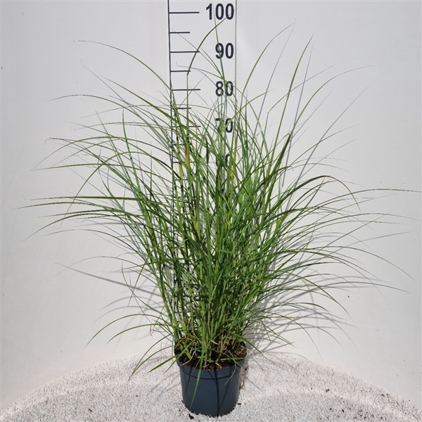 <h4>Miscanthus Sin. Red Chief P19</h4>