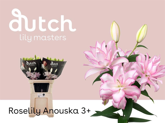 <h4>Li Or Du Anouska</h4>