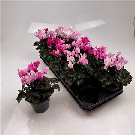 <h4>Cycl Md Garden Outdoor</h4>