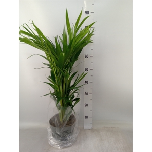 Dypsis lutescens   ...Chrysalidoca