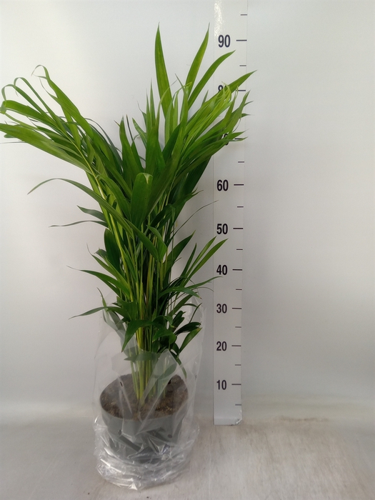 <h4>Dypsis lutescens   ...Chrysalidoca</h4>
