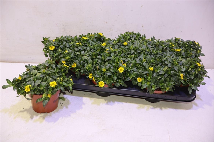 <h4>Sanv Procumbens</h4>