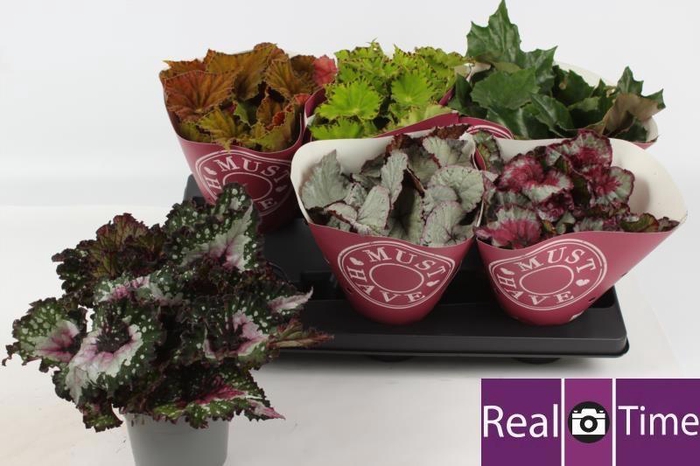 <h4>BEG BEL GEM</h4>