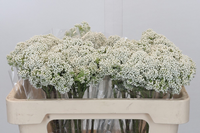 <h4>Ozothamnus Booming White</h4>