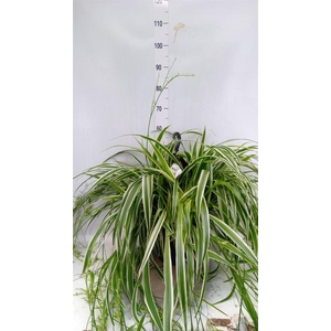 Chlorophytum com. 'Ocean'