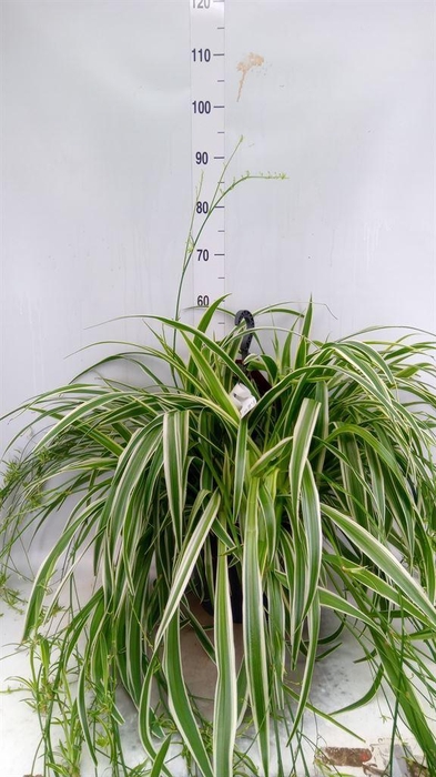 <h4>Chlorophytum com. 'Ocean'</h4>
