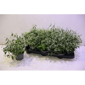 Euph Loreen Comp Whi