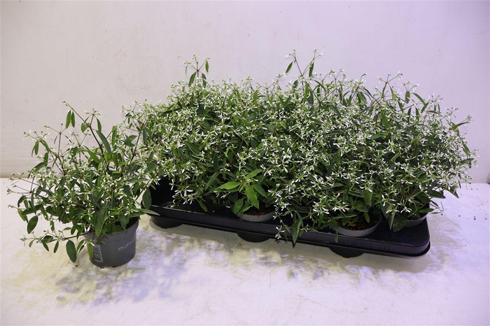 <h4>Euph Loreen Comp Whi</h4>