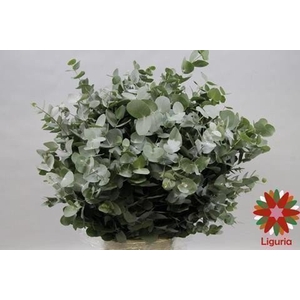 Leaf eucalyptus cinerea per bunch