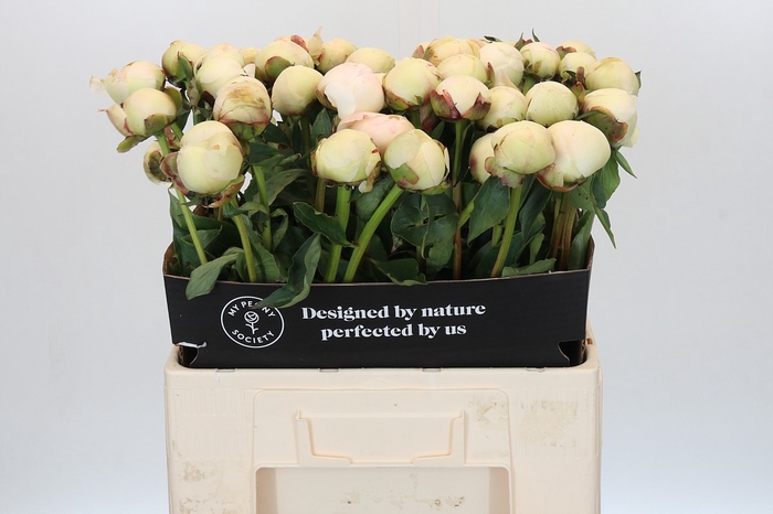 Paeonia Dr F.G. Brethour