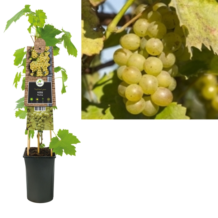 <h4>Vitis Riesling</h4>