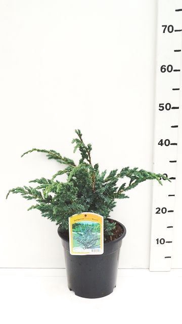 Juniperus squamata Meyeri