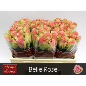 R GR BELLE ROSE