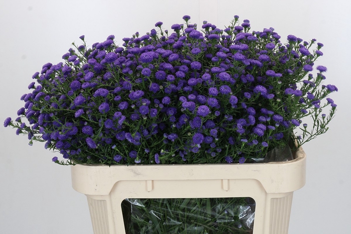 Aster Baby Parade