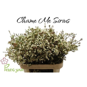 CHAME ME SIRIUS