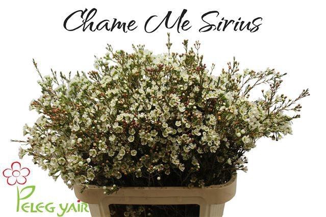 <h4>CHAME ME SIRIUS</h4>