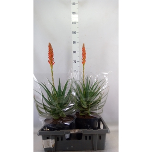 Aloe arborescens