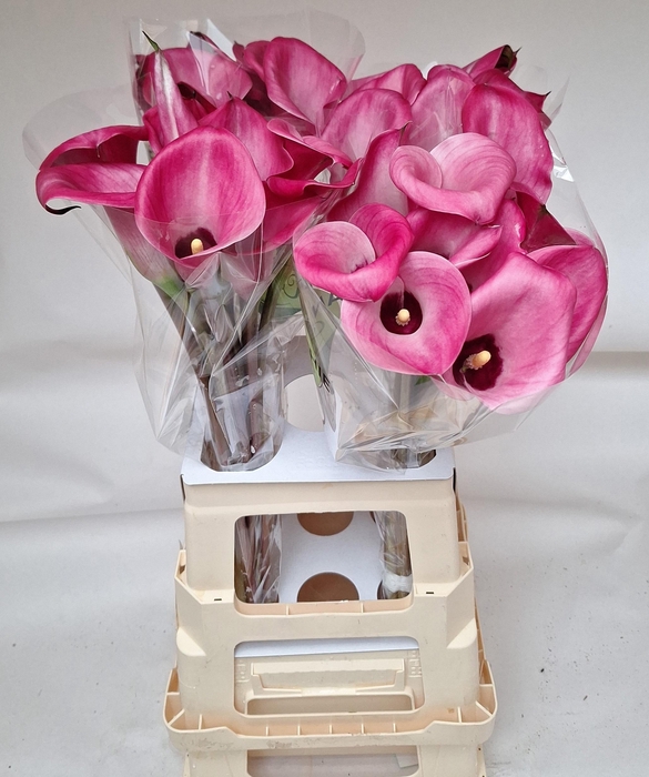 <h4>ZANT BEIJING</h4>