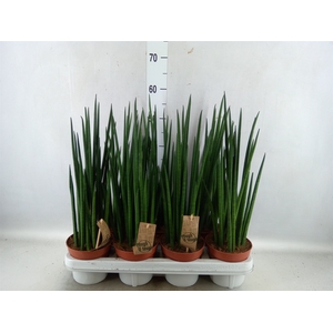 Sansevieria bacularis