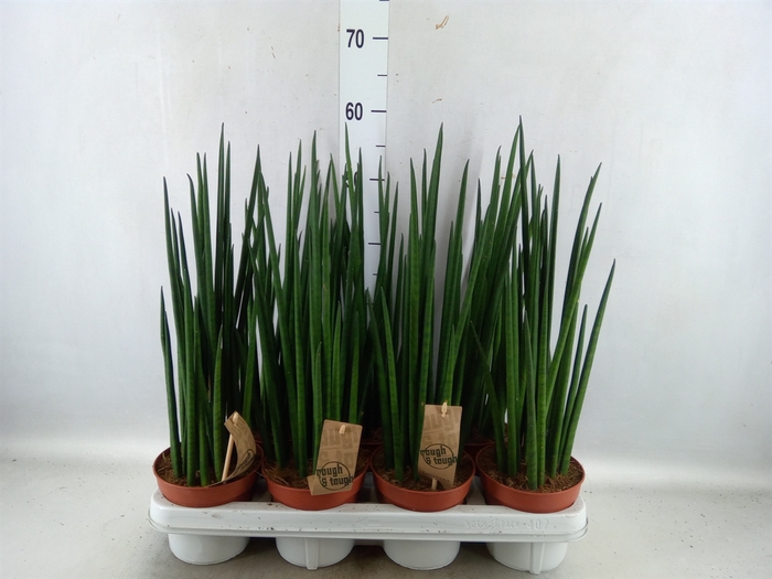 <h4>Sansevieria bacularis</h4>