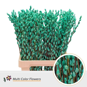 Salix caprea 'Snow Flake' .color H%