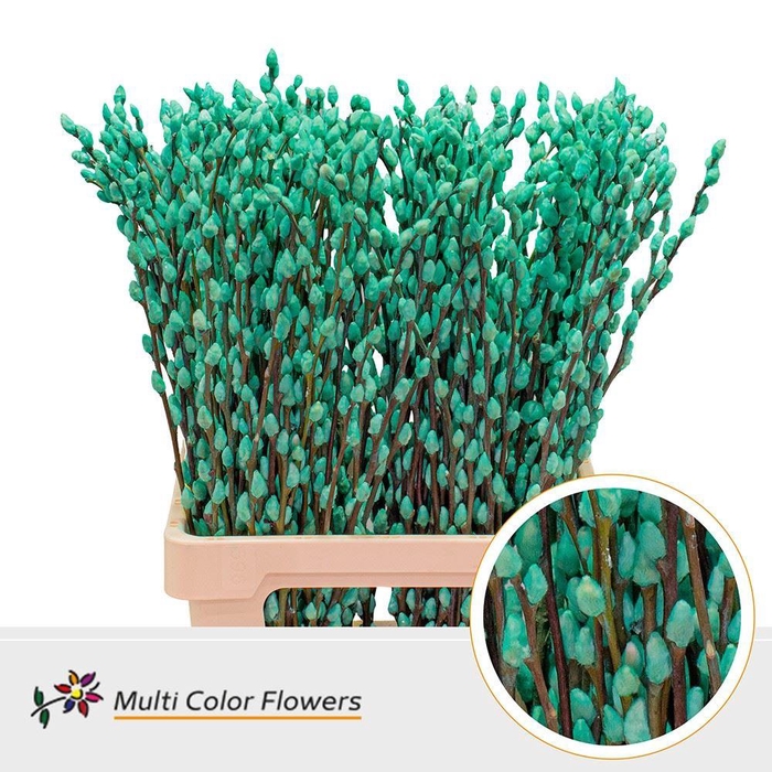 <h4>Salix caprea 'Snow Flake' .color H%</h4>