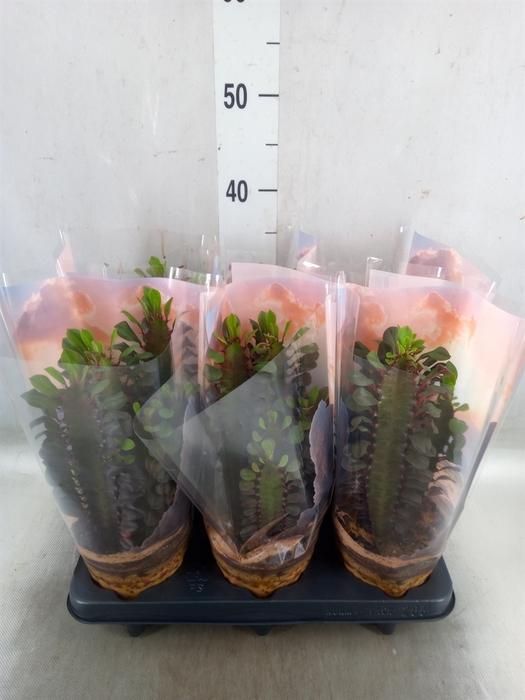 <h4>Euphorbia trigona 'Rubra'</h4>