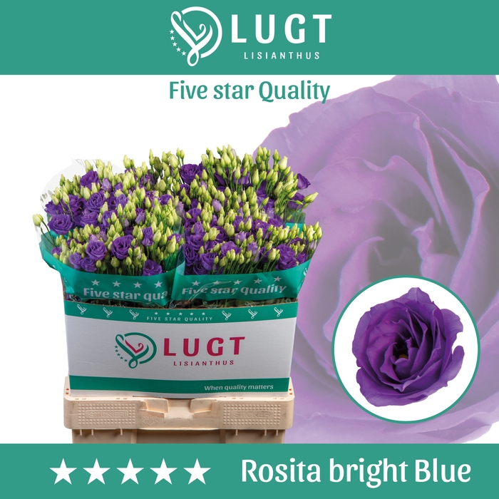 Lisianthus Rosita Bright Blue