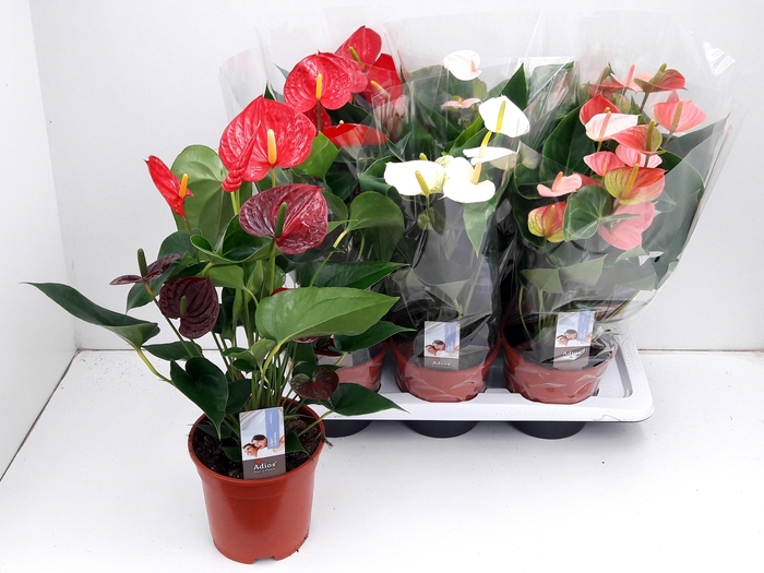 <h4>ANTHU AN GEM 3 KL</h4>