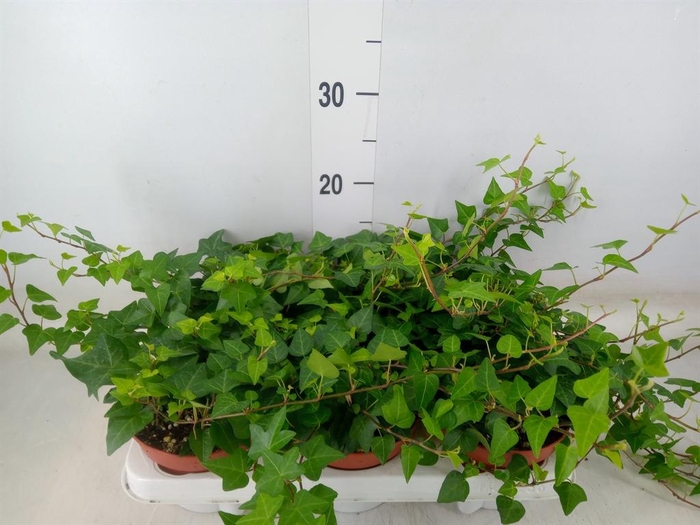 <h4>Hedera helix 'Anna'</h4>