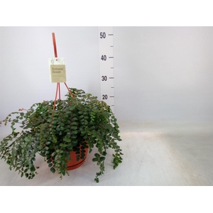 Pellaea rotundifolia