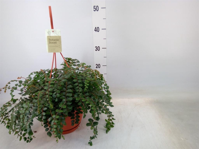 <h4>Pellaea rotundifolia</h4>