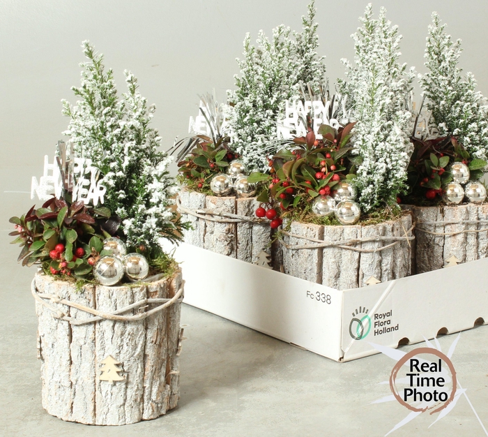 <h4>ARR TUINPLANTEN</h4>