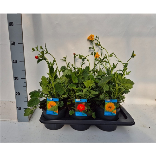 Geum mix