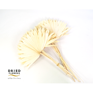 Dried Bleached Sun Spear