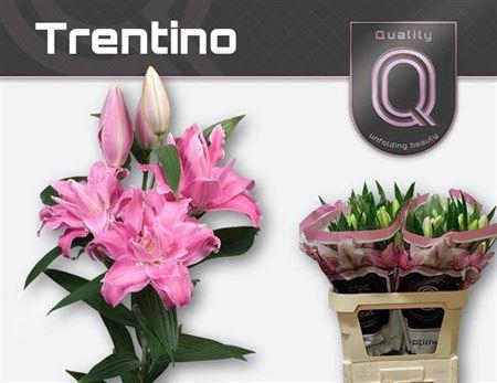 <h4>Li Or Trentino</h4>