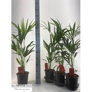 HOWEA FORSTERIANA