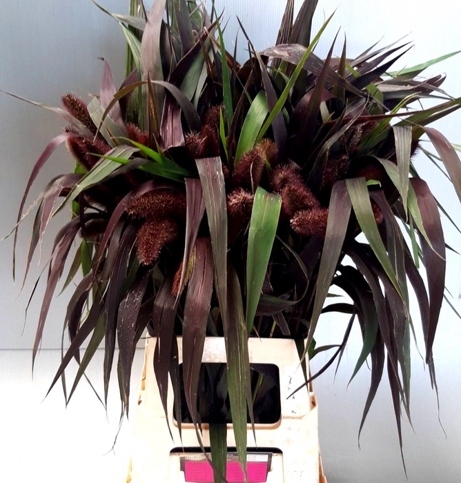 <h4>SETARIA IT RED JEWEL</h4>