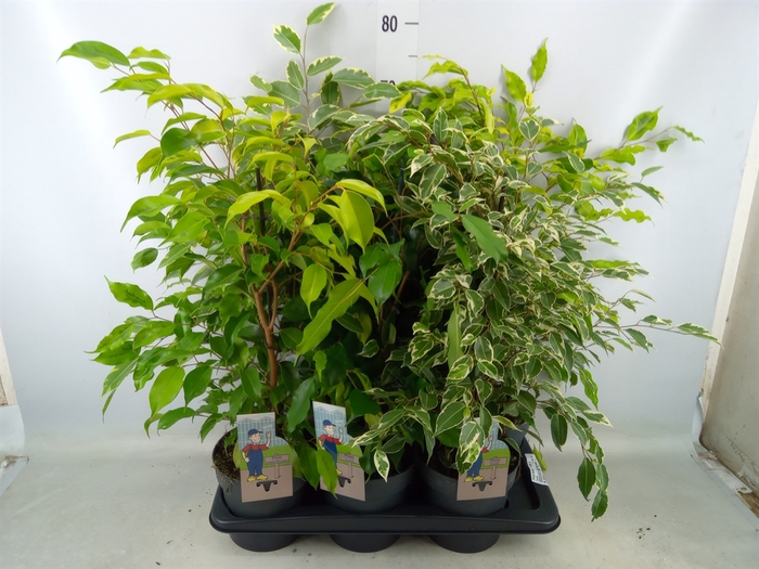 <h4>Ficus benja.   ...mix 4</h4>