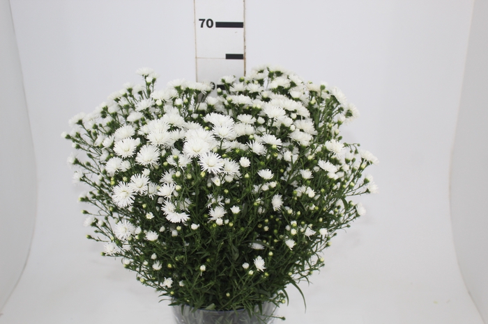 <h4>ASTER MARIANA 060 CM</h4>