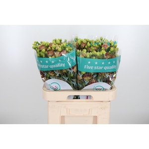 Eus G Rosan Terracot