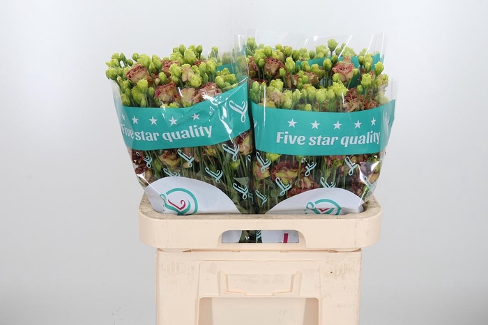 <h4>Eus G Rosan Terracot</h4>