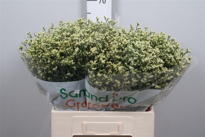 <h4>Lim Sin China Lemon</h4>