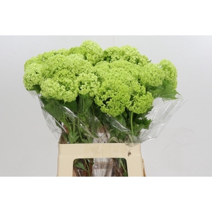 Viburnum Opulus Roseum