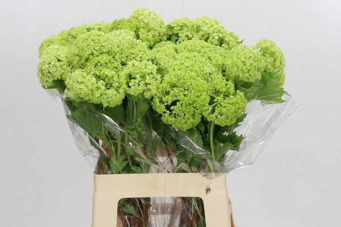 <h4>Viburnum Opulus Roseum</h4>