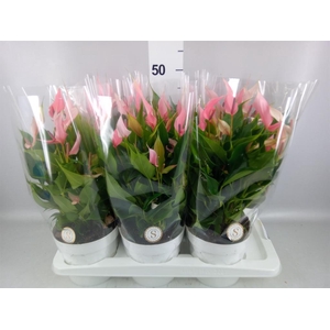 Anthurium andr. 'Lilli'