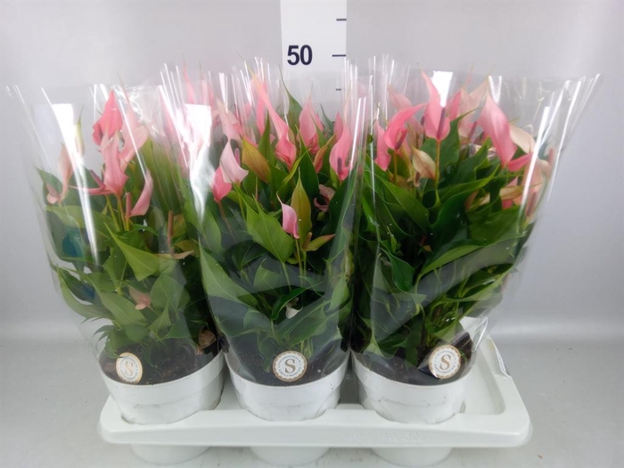 <h4>Anthurium andr. 'Lilli'</h4>